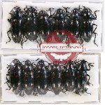 Scientific lot no. 93 Erotylidae (12 pcs)