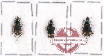 Scientific lot no. 313 Carabidae (Chlaenius sp.) (3 pcs)