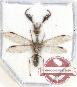 Mantispidae sp. 3 (A/A-)