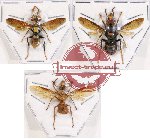 Scientific lot no. 230A Hymenoptera (3 pcs)