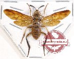 Hymenoptera sp. 111 (Symphyta)