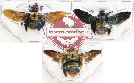 Scientific lot no. 233A Hymenoptera (Xylocopa spp.) (3 pcs)