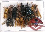 Scientific lot no. 253 Hymenoptera (16 pcs)
