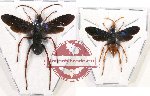 Scientific lot no. 241 Hymenoptera (2 pcs - 1 pc A2)