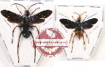 Scientific lot no. 241 Hymenoptera (2 pcs - 1 pc A2)