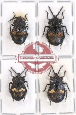 Scientific lot no. 669 Heteroptera (4 pcs - 1 pc A-)