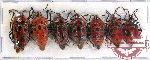 Scientific lot no. 672 Heteroptera (7 pcs A2)