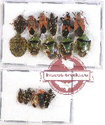 Scientific lot no. 686 Heteroptera (16 pcs A2)