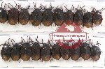 Scientific lot no. 692 Heteroptera (Pentatomidae) (20 pcs)