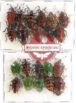 Scientific lot no. 675 Heteroptera (21 pcs A-, A2)