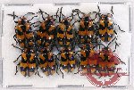 Scientific lot no. 218A Chrysomelidae (10 pcs)