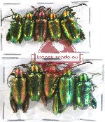 Scientific lot no. 220A Chrysomelidae (Sagra spp.) (10 pcs)