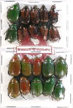 Scientific lot no. 192 Rutelinae (20 pcs A-, A2)