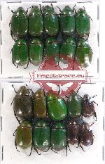 Scientific lot no. 191 Rutelinae (20 pcs)