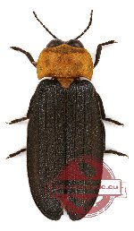 Lampyridae sp. 1 (5 pcs)