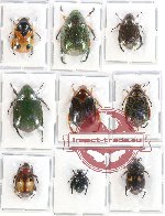 Scientific lot no. 194 Rutelinae (9 pcs - 1 pc A2)