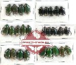 Scientific lot no. 10BC Rutelinae (30 pcs)