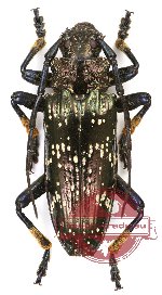 Sphingnotus dunningi (A-)