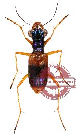 Therates basalis ssp. simpliflavescens