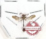 Hymenoptera sp. 101AB
