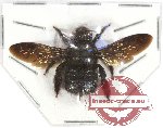 Xylocopa sp. 12 (5 pcs A-/A2)