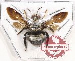 Xylocopa sp. 18 (A2)