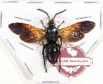 Scoliidae sp. 43 (A-)