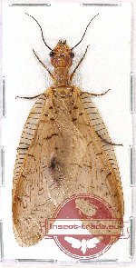 Corydalidae sp. 10A