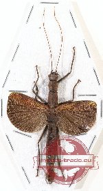 Orthomeria ligosi