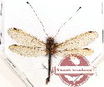 Ascalaphidae sp. 2