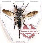 Diptera (Asilidae) sp. 10AB