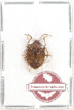 Pentatomidae sp. 31 (A-)