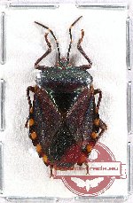 Pentatomidae sp. 32 (10 pcs)