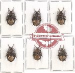 Scientific lot no. 670 Heteroptera (6 pcs)