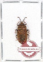 Scientific lot no. 655 Heteroptera (1 pc)