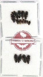 Scientific lot no. 120 Staphylinidae (15 pcs)