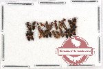 Scientific lot no. 115 Staphylinidae (23 pcs)