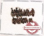 Scientific lot no. 116 Staphylinidae (20 pcs)