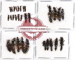 Scientific lot no. 118 Staphylinidae (30 pcs)