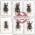 Scientific lot no. 412 Curculionidae (6 pcs)