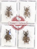 Scientific lot no. 424 Curculionidae (4 pcs)