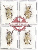 Scientific lot no. 422 Curculionidae (4 pcs)