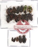 Scientific lot no. 687 Heteroptera (19 pcs)