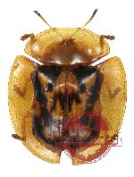 Aspidimorpha cf. aurata