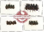 Scientific lot no. 318 Carabidae (20 pcs)