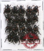 Scientific lot no. 189 Rutelinae (20 pcs)