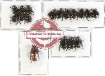 Scientific lot no. 184 Rutelinae (17 pcs)