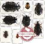 Scientific lot no. 35 Blattodea (8 pcs A, A-, A2)
