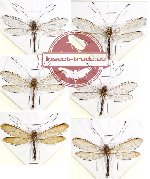 Scientific lot no. 5 Neuroptera (Ascalaphidae) (6 pcs)