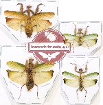 Scientific lot no. 6 Mantidae (4 pcs - 2 pcs A2)